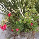 Suite Jardim De Inverno